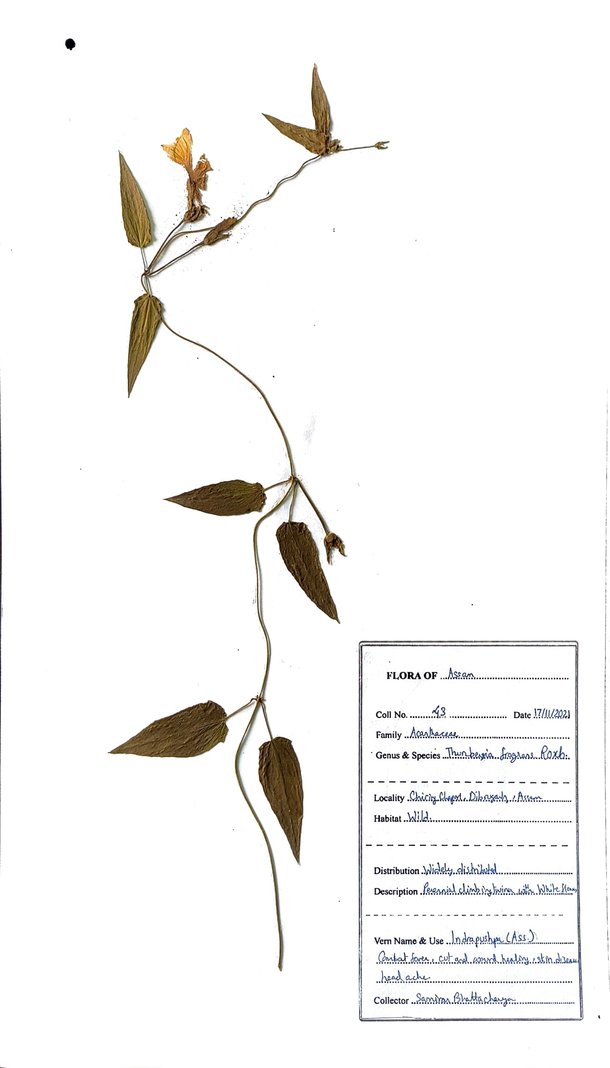 Indrapushpa (Ass.) (Herbarium)